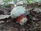 Sátántinóru (Rubroboletus satanas), Budai-hegység